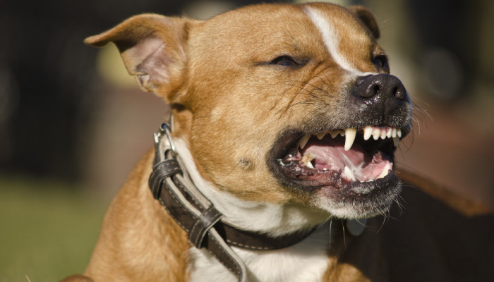 dog bit law in south carolina call joyner law firm, p.c.