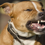 dog bit law in south carolina call joyner law firm, p.c.